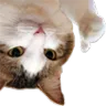 catthumbsupsidedown