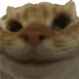 catyes