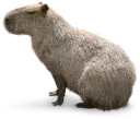 pngwing