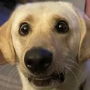 wtfdog