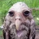 birnd