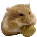 Chichi