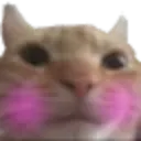 cattoblush