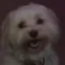 No_thought_emtpy_head