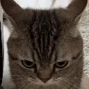 Angry Kitty Discord Emoji