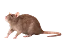 gettyimages520719092612x612remov Discord Emoji