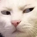 cat_sus