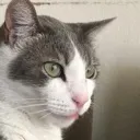 Cat_Emoji_Finn Discord Emoji