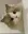 cat_peek
