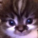 catlook