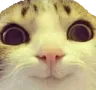 catsmile catsmile