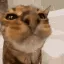 catdrink catdrink