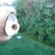 lolOG_killerfish