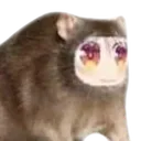 pekorat