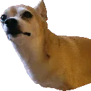 Potatot