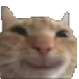 Cat Happy cathappy Discord Emoji