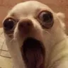 ABDoggiGasp