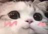 CS_catuwu