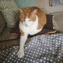 rupes