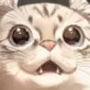 CatStare