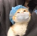 animalcat Discord Emoji