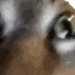 INSANECAT