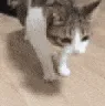 diesofcatge