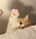 catwave2