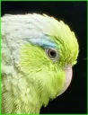 ivy_parrotlet