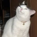 smug