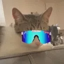 coolcat Discord Emoji