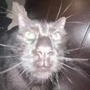 suscat1 Discord Emoji