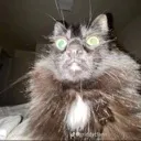 suscat2 Discord Emoji