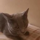 awesomecatlolmeowlogan