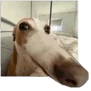 b_dogglare