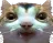 goofycat
