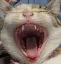 aacat aacat