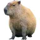 Carpincho Carpincho