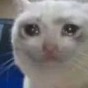 cat_cri