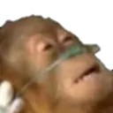 MonkeLifeSupport MonkeLifeSupport