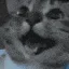 cathappy