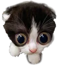 cat_with_big_eyes