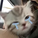 Cat Cry cat_cry Discord Emoji