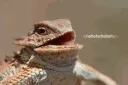 Lizzie_Laugh