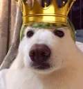 watermelondogking