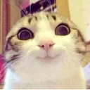 Happycat happycat Discord Emoji