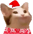 9007popcatchristmas