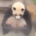 pandasit