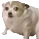 543582248604270594