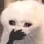 Cat_Oh_My_God Discord Emoji